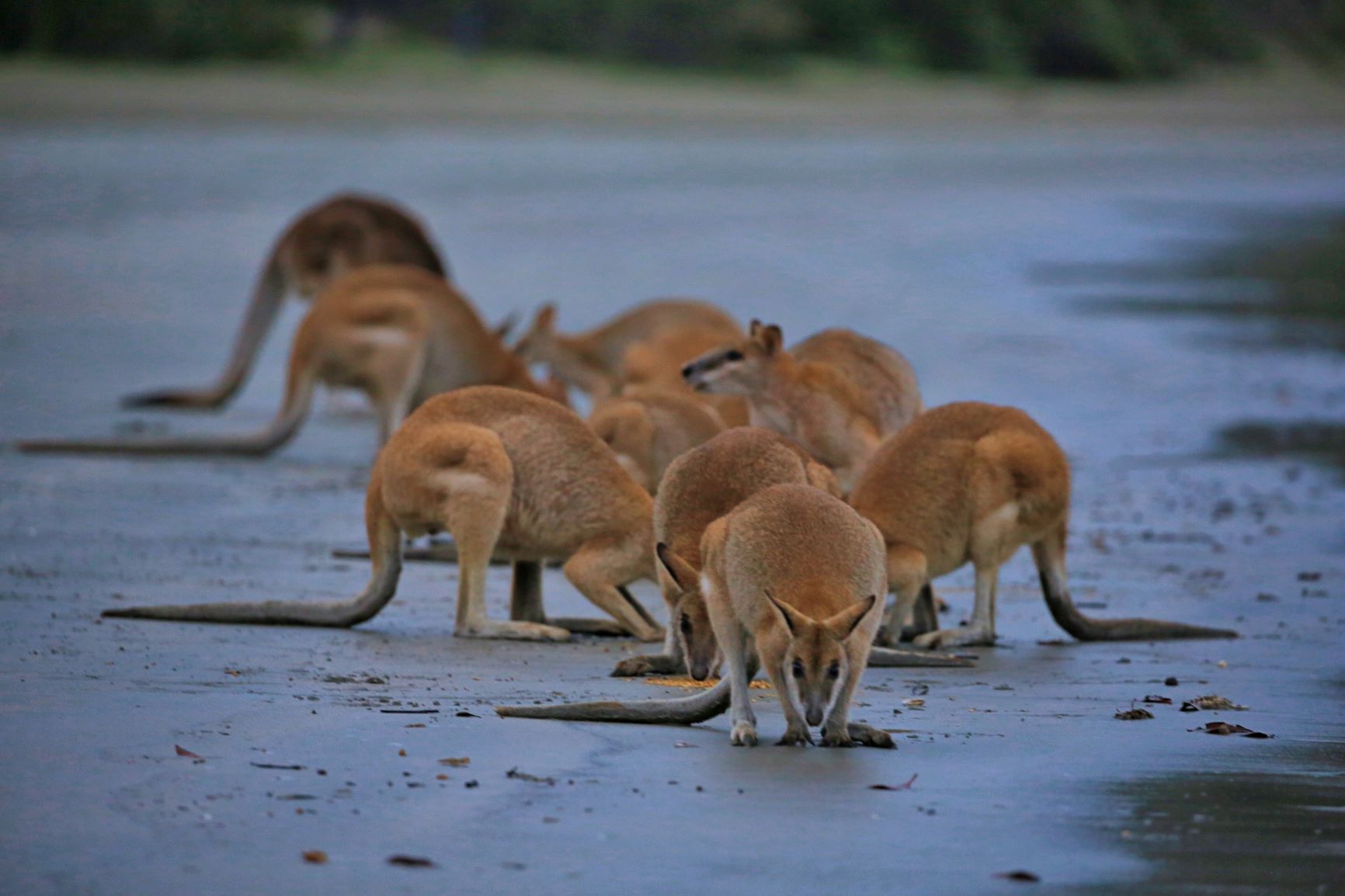 Kangaroos on the Beach - Phantom Photography