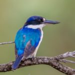 Forest Kingfisher 